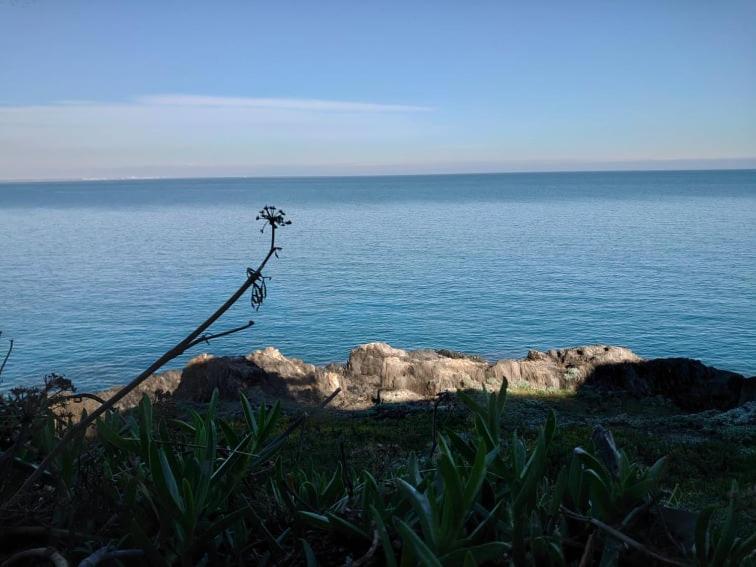 4Rb4 Appartement Type T2 Bord De Mer Acces Plage Direct Collioure Eksteriør bilde